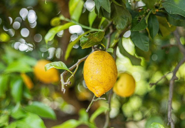 Villa in Silves - Silves Retreat | Private Pool | Pet Friendly Villa in Silves - Silves Retreat | Private Pool | Pet Friendly