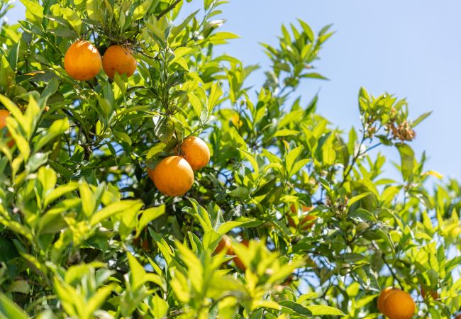 Villa em Boliqueime - Quinta das Laranjeiras Villa em Boliqueime - Quinta das Laranjeiras