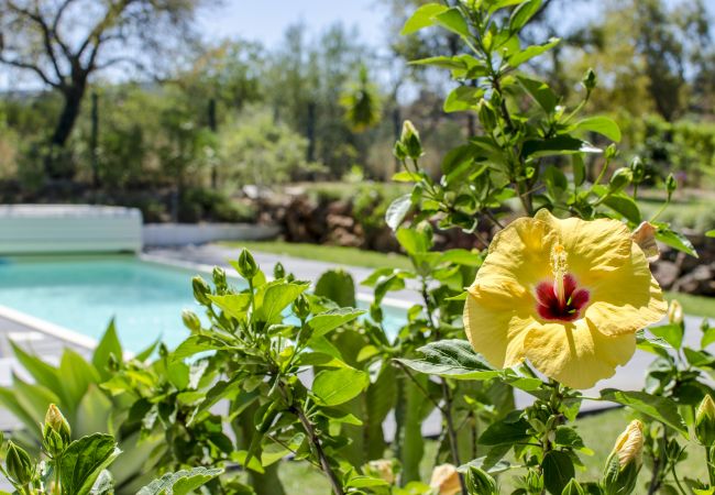 Villa in Loulé - Villa Isabelle Villa in Loulé - Villa Isabelle