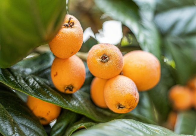 Villa in Silves - Moradia de Silves | Nature Retreat Villa in Silves - Moradia de Silves | Nature Retreat